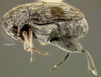 Media type: image;   Entomology 25047 Aspect: habitus lateral view